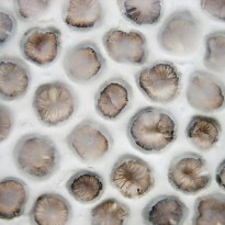 20160201_MarianWEB_small10