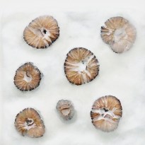 20160201_MarianWEB_small26